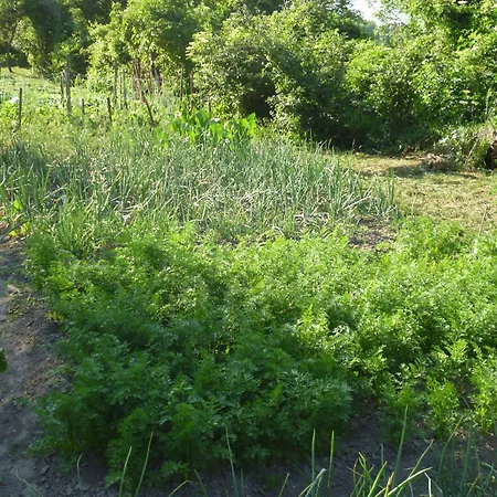 Semesterbostad Vinceller Vendeghaz